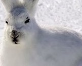 Arctic Hare Facts for Kids