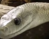 Great Black Mamba Facts for Kids