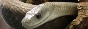 Great Black Mamba Facts for Kids